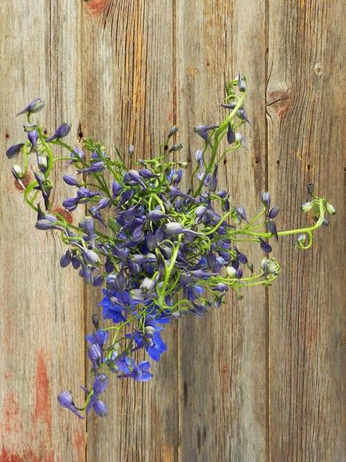 SEA WALTZ DARK BLUE DELPHINIUM